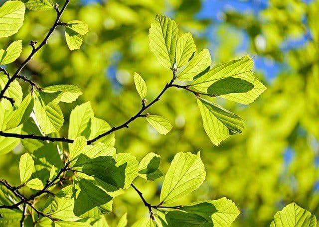 В Instagram опубликовали советы для желающих посадить деревья в Северном