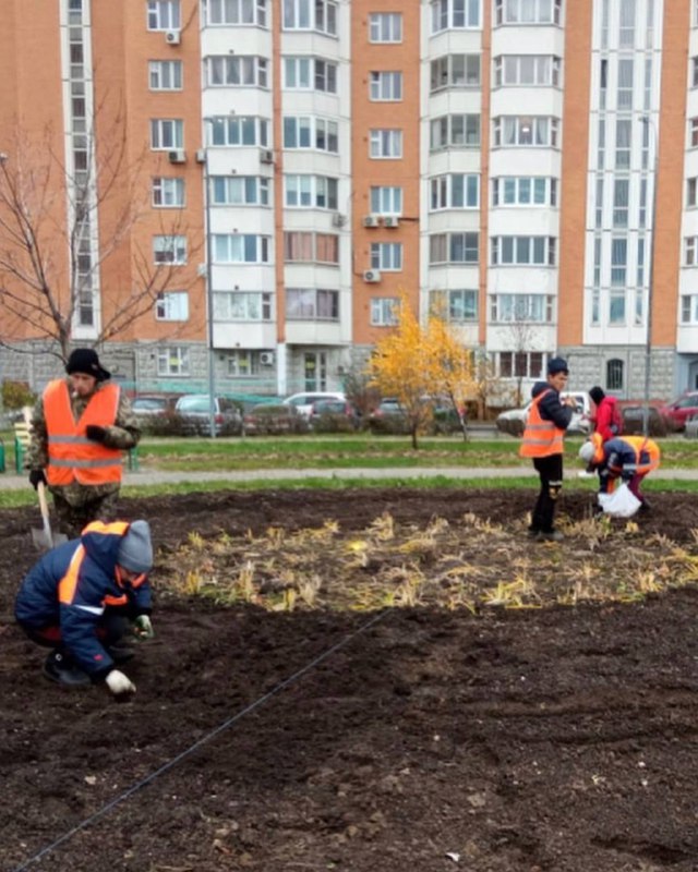 На шести клумбах в Северном высадили тюльпаны