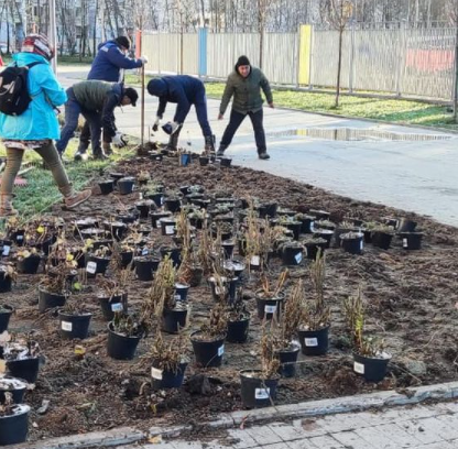 Многолетние цветы высадили на бульваре Академика Ландау