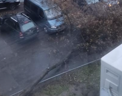Деревья на 9-й Северной линии не выдержали урагана