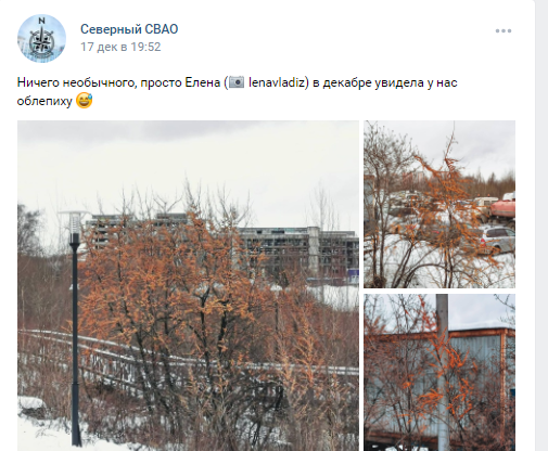 В Северном поспела облепиха